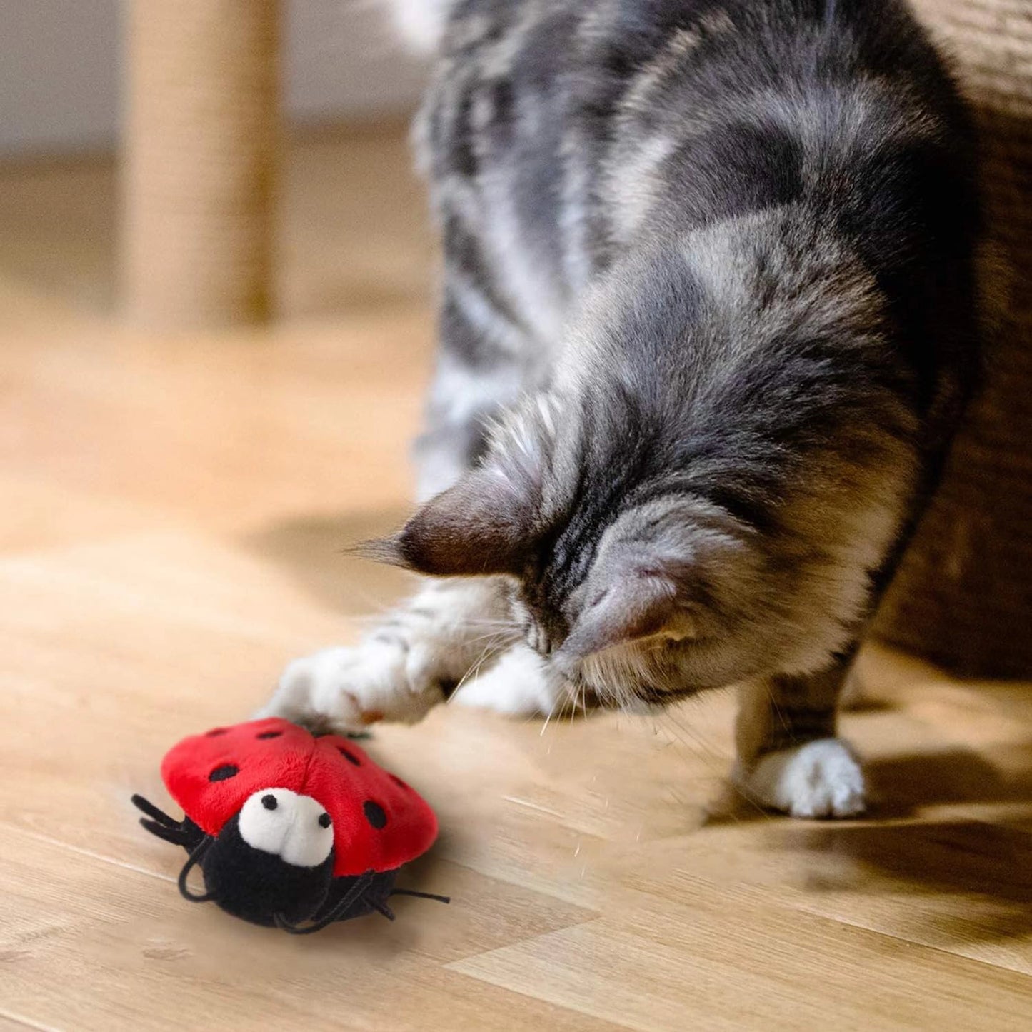 GIGWI MELODY CHASER LADYBIRD INTERACTIVE CAT TOY