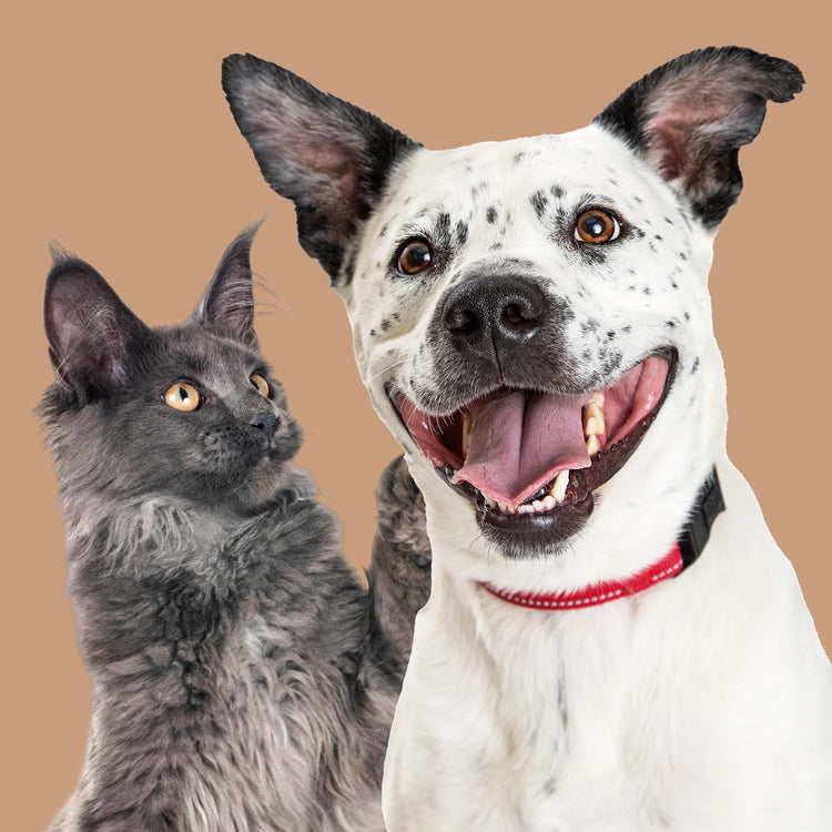 Relaxopet & Supplements