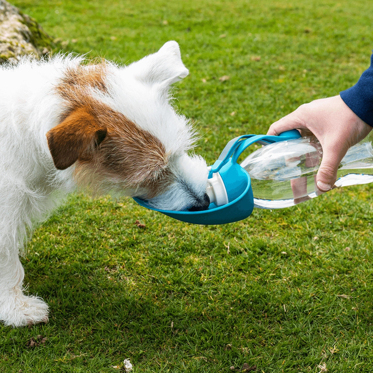 PET WATER BOTTLE WITH LEAF BOWL BLUE