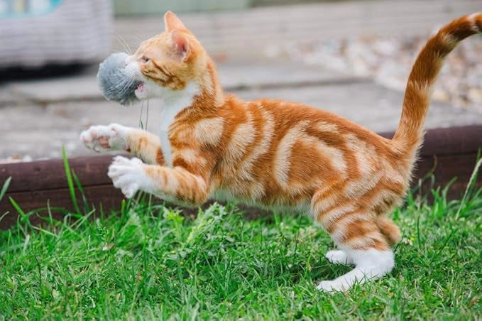 LITTLE PETFACE POM POM CATNIP CAT TOY 4PK