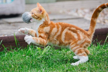 LITTLE PETFACE POM POM CATNIP CAT TOY 4PK