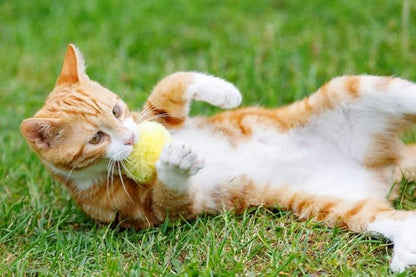 LITTLE PETFACE POM POM CATNIP CAT TOY 4PK