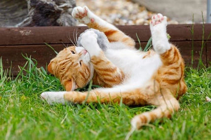 LITTLE PETFACE POM POM CATNIP CAT TOY 4PK