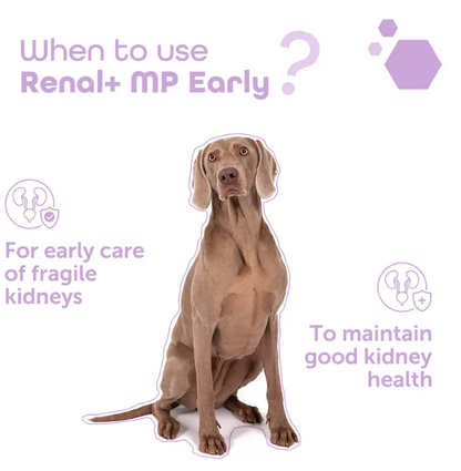 Renal+MP Early 40