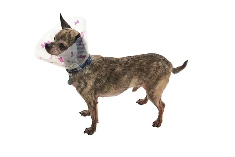 BUSTER RECOVERY COLLAR WITH COLOUR BONES