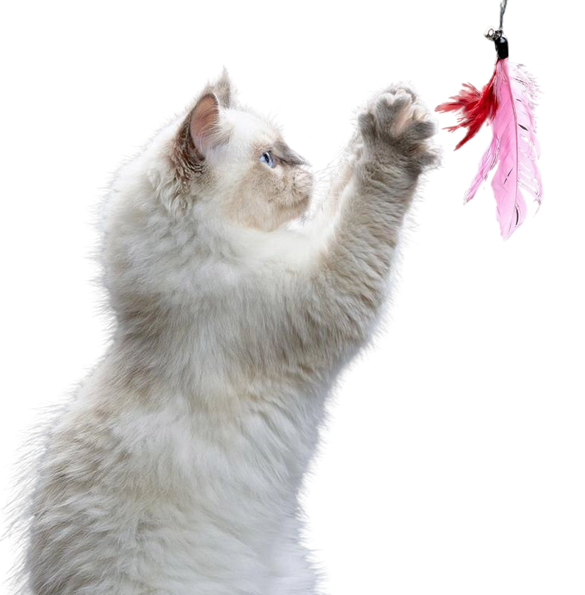 Discover our exclusive collection of premium pet products!