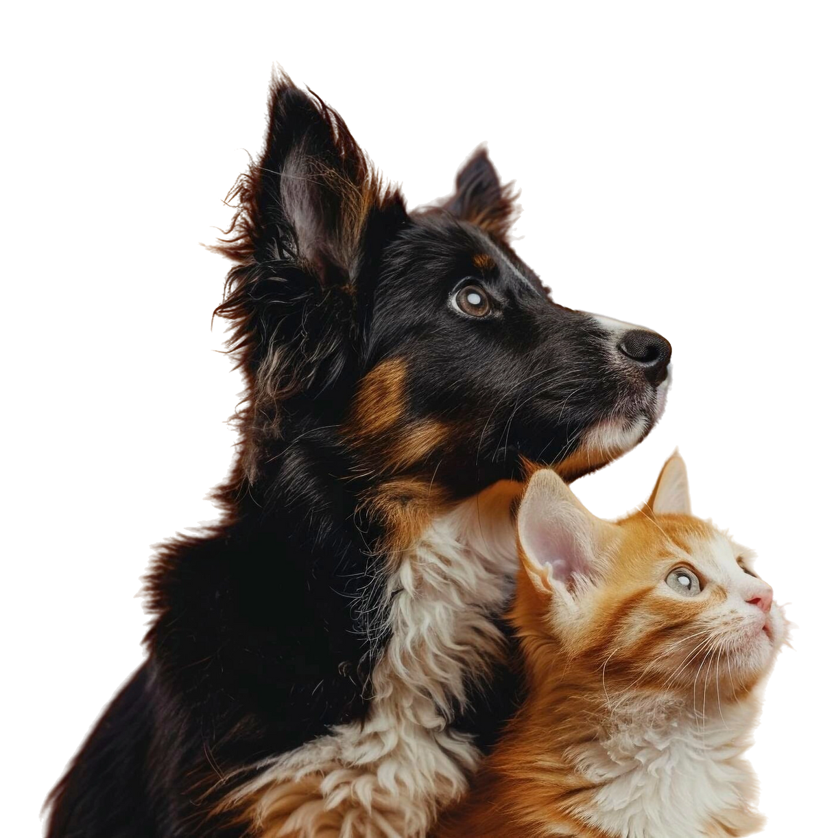 VET ON A BIKE SERVICES