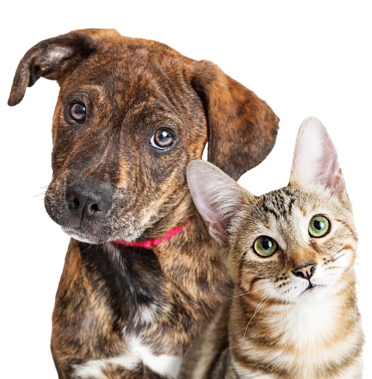 Compassionate Care, Right Where They Are.