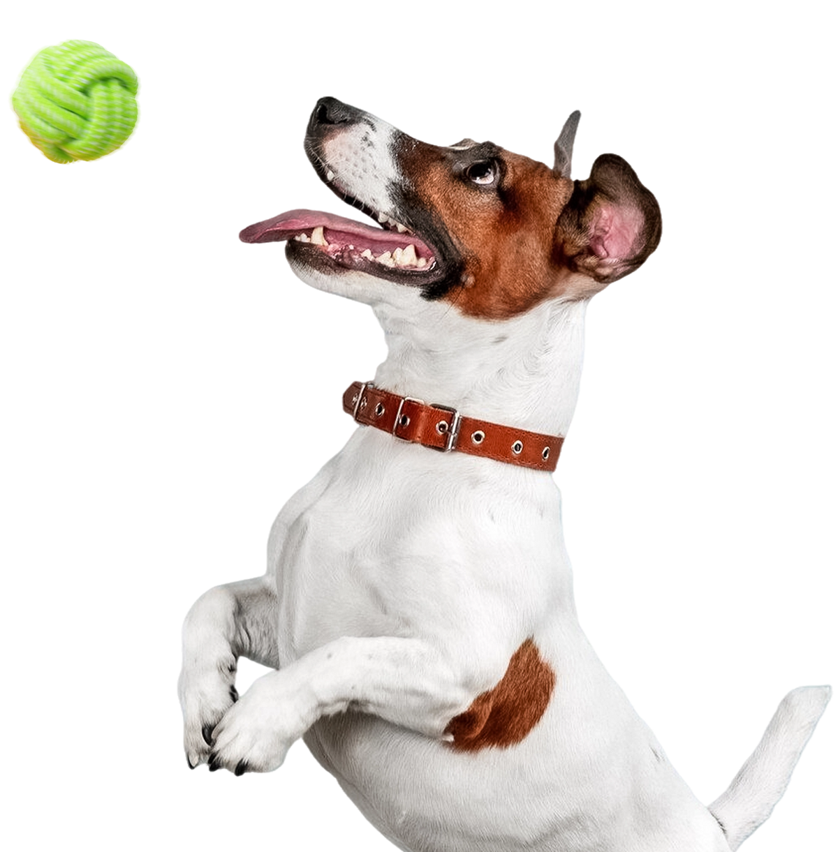 Discover our exclusive collection of premium pet products!